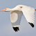 White Ibis